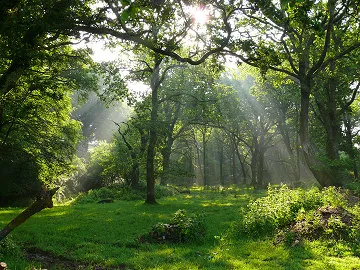 Dappled light through the trees in Callisham Woods, a short walk from the farmhouse